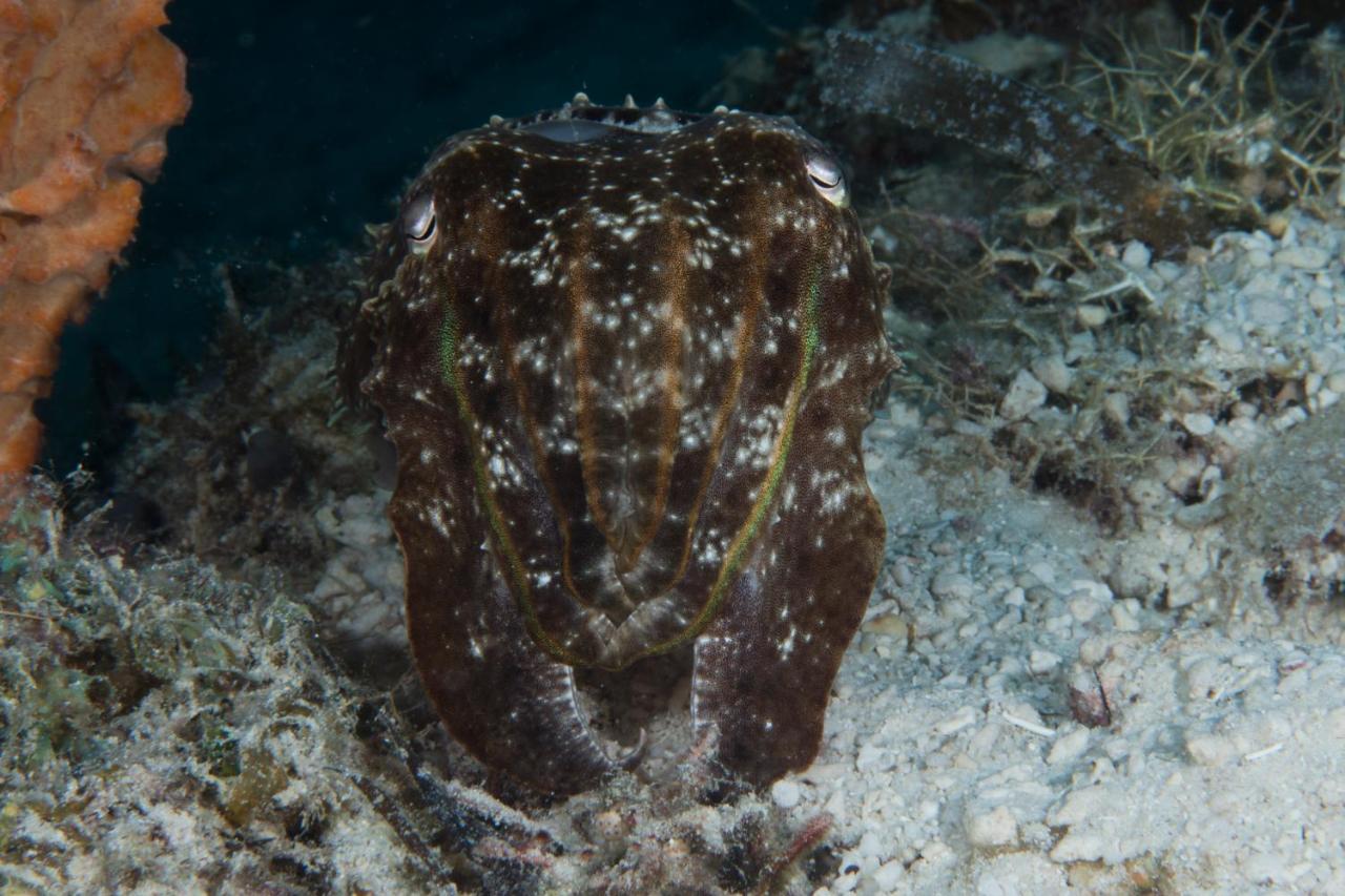 Dive Spot Asia Beach Resort Boljoon Экстерьер фото