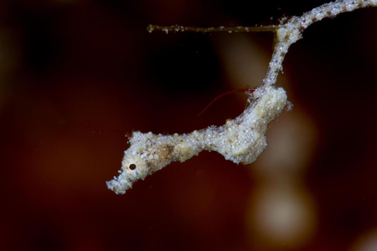 Dive Spot Asia Beach Resort Boljoon Экстерьер фото