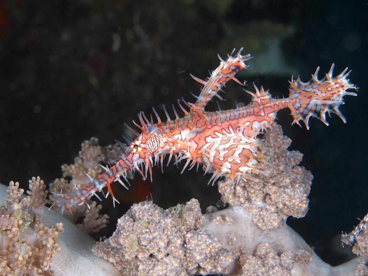 Dive Spot Asia Beach Resort Boljoon Экстерьер фото