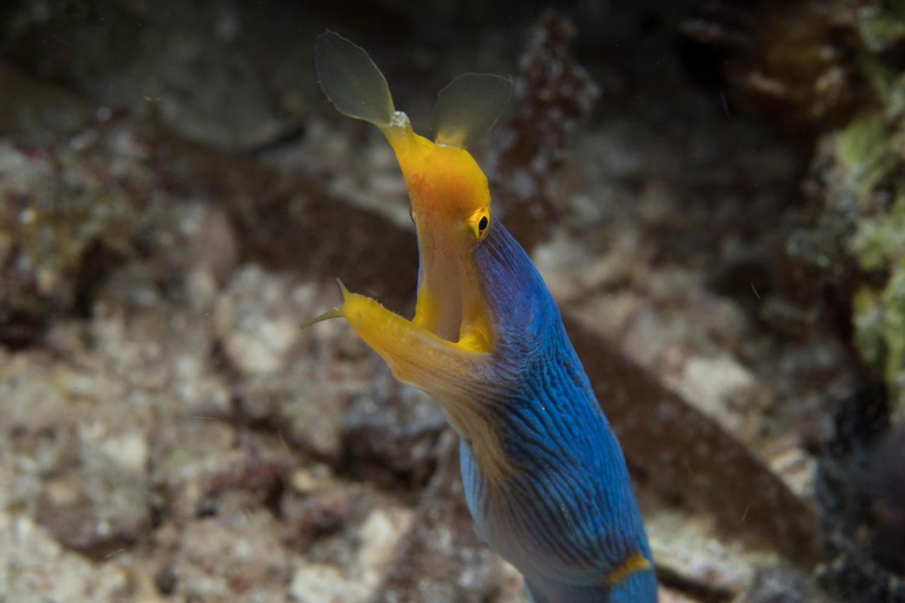 Dive Spot Asia Beach Resort Boljoon Экстерьер фото