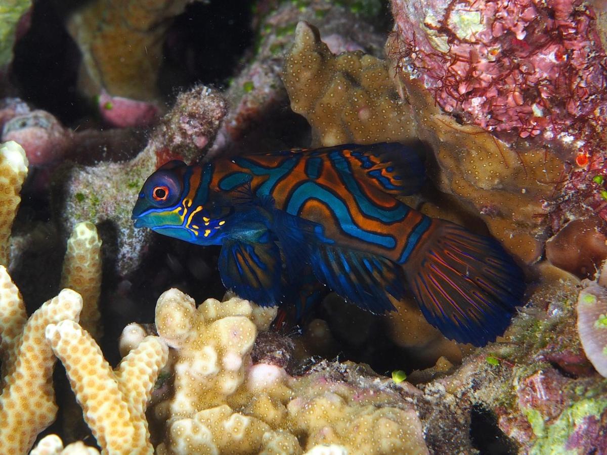 Dive Spot Asia Beach Resort Boljoon Экстерьер фото