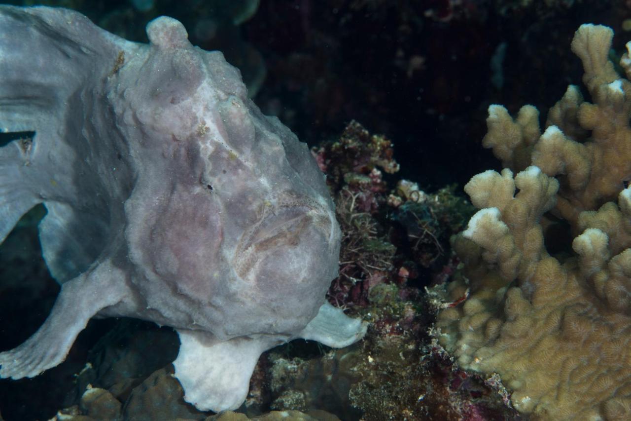 Dive Spot Asia Beach Resort Boljoon Экстерьер фото